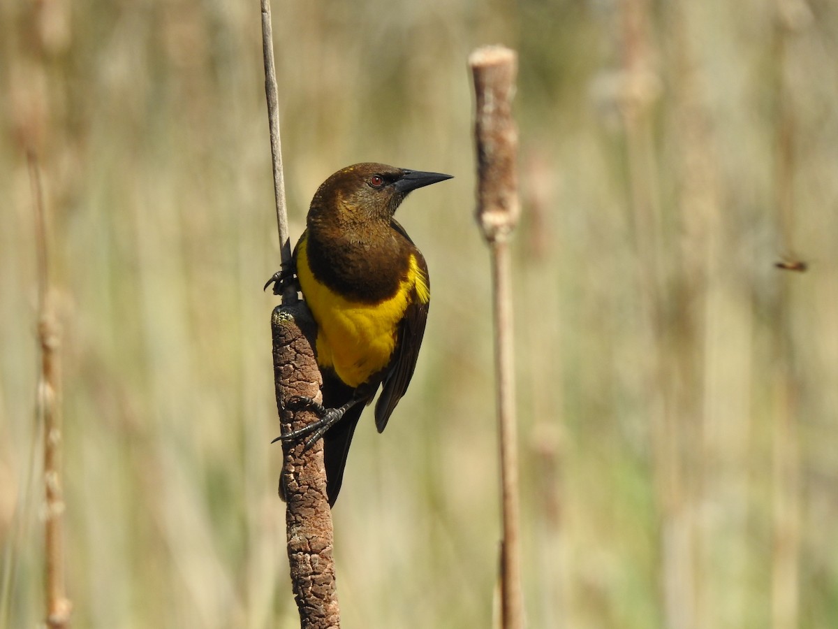 Brown-and-yellow Marshbird - Silvia Viazzo