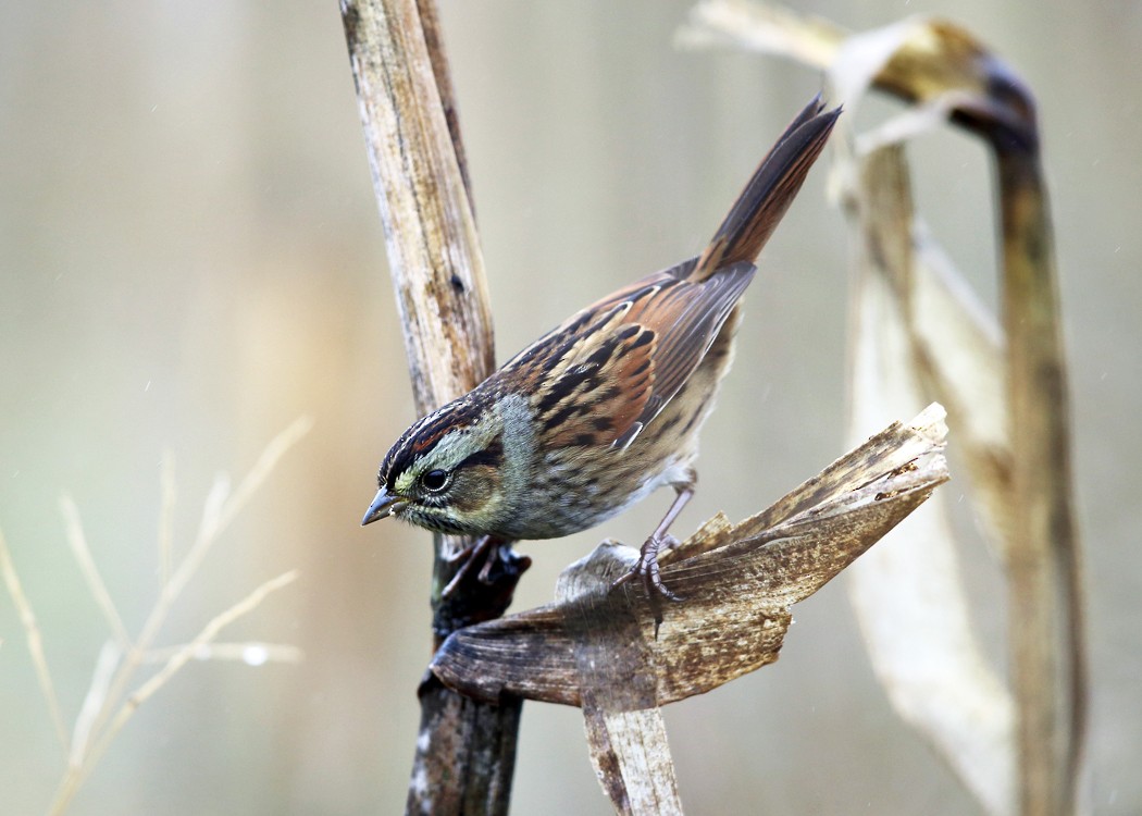 Swamp Sparrow - ML36520591