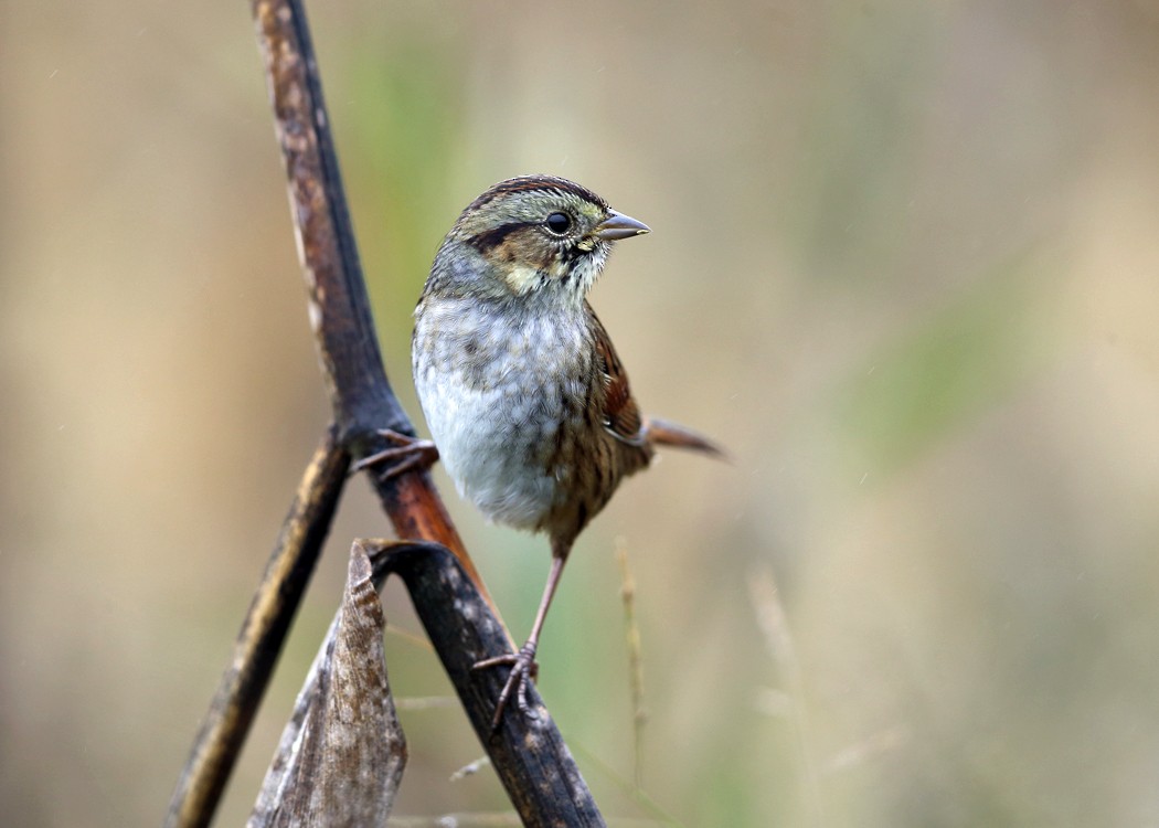 Swamp Sparrow - ML36520601