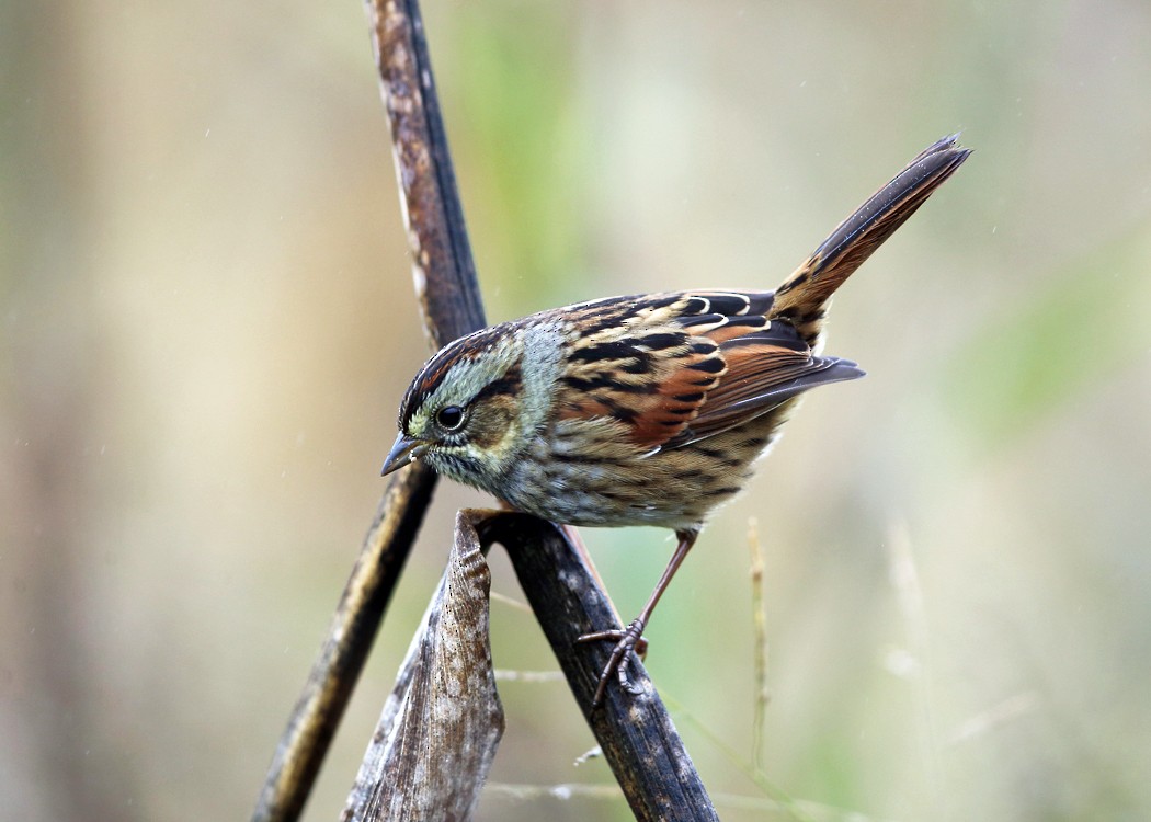 Swamp Sparrow - ML36520611