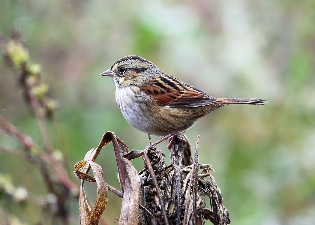 Swamp Sparrow - ML36520631