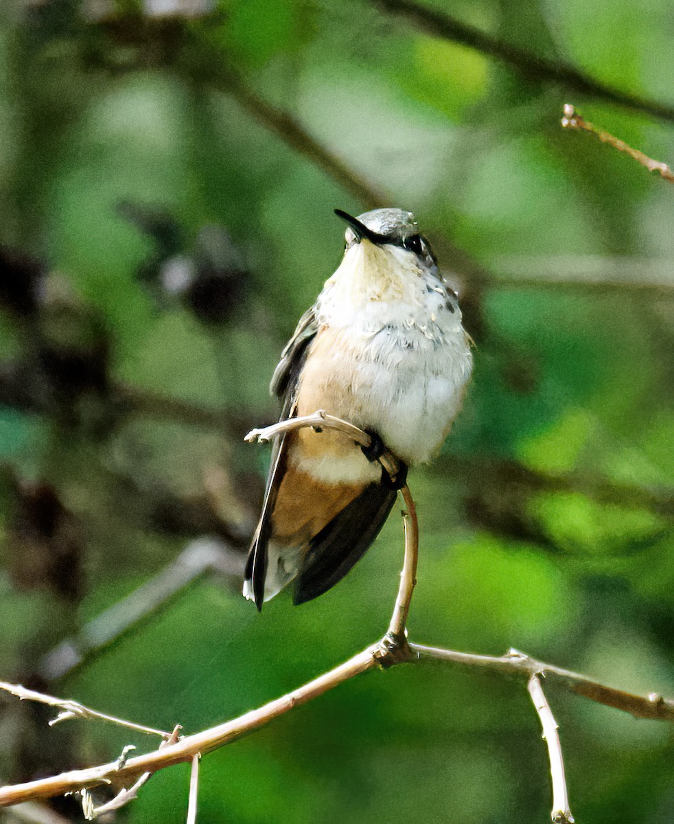 Rufous Hummingbird - ML365209511