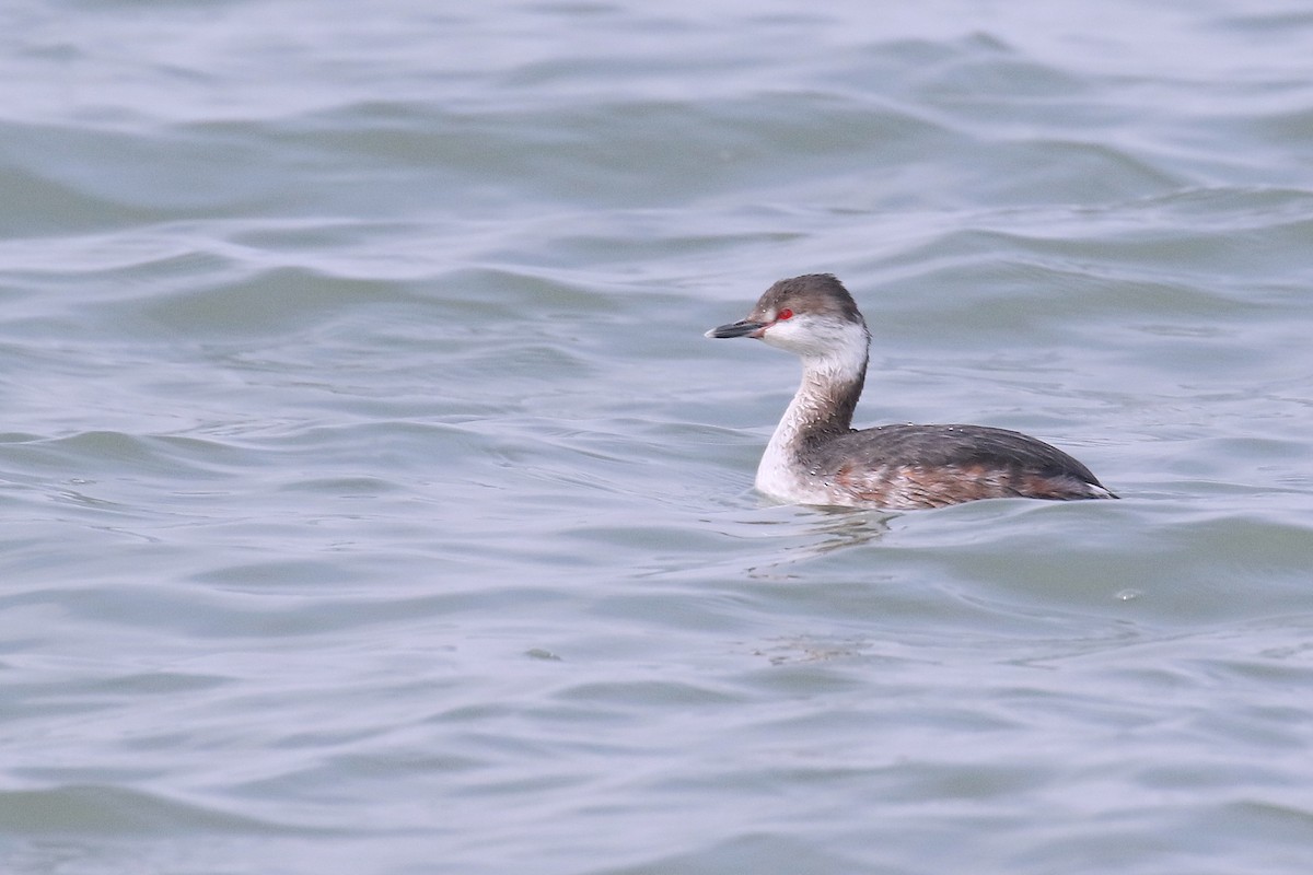 Horned Grebe - ML365210301