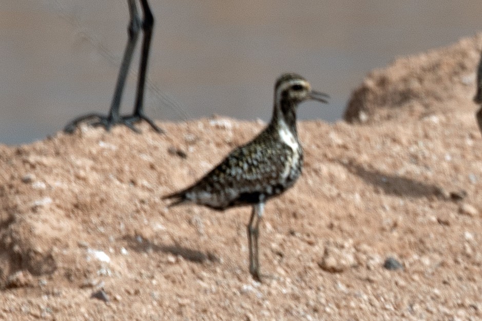 Chorlito Dorado Siberiano - ML365211061