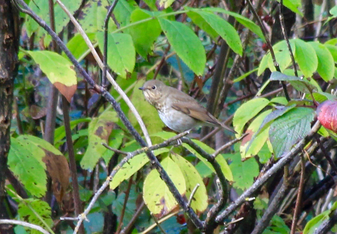 Swainson's Thrush - ML36521181