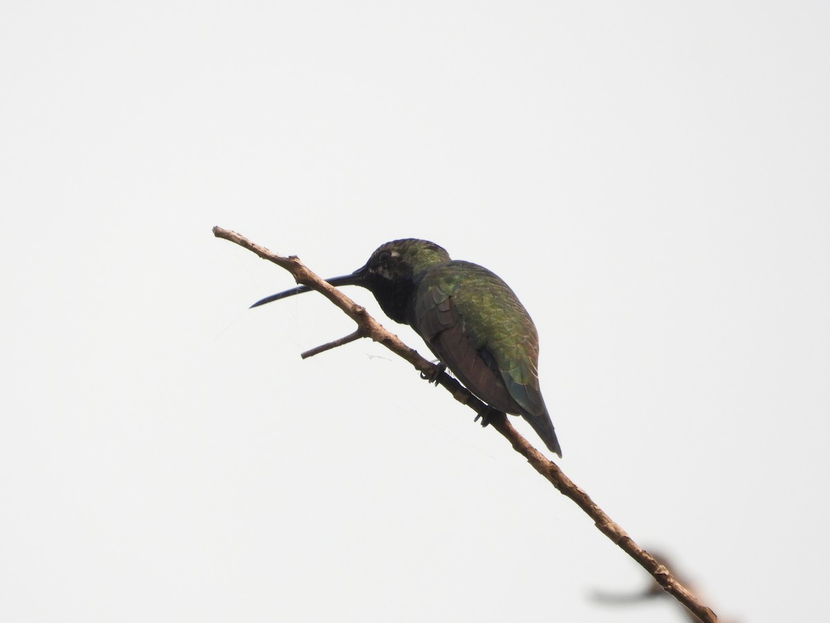 Blue-tufted Starthroat - ML365214761