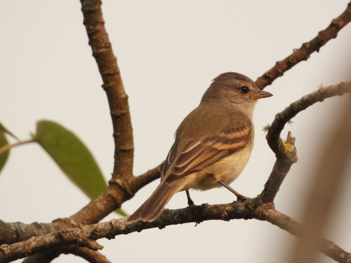Southern Beardless-Tyrannulet - ML365214881