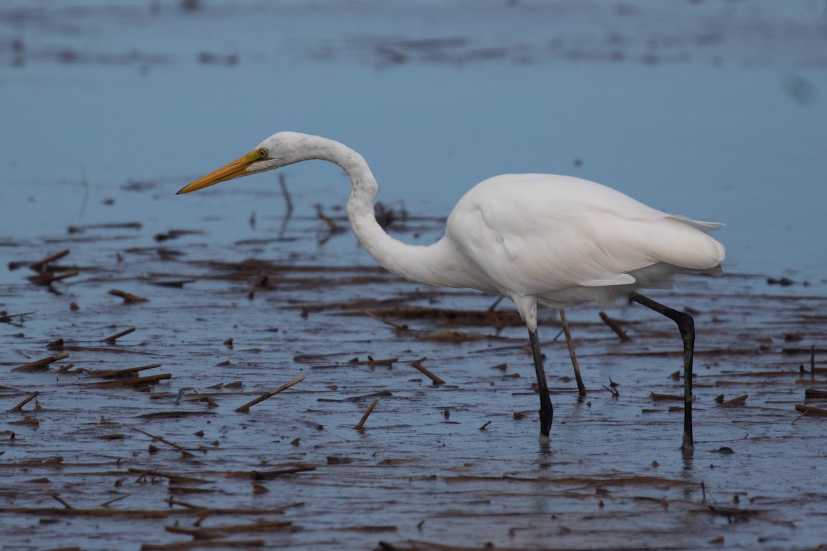 Great Egret - ML365215301