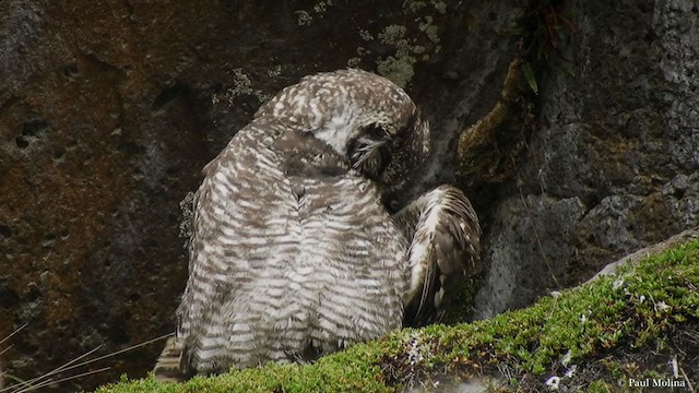 Great Horned Owl - ML365215971