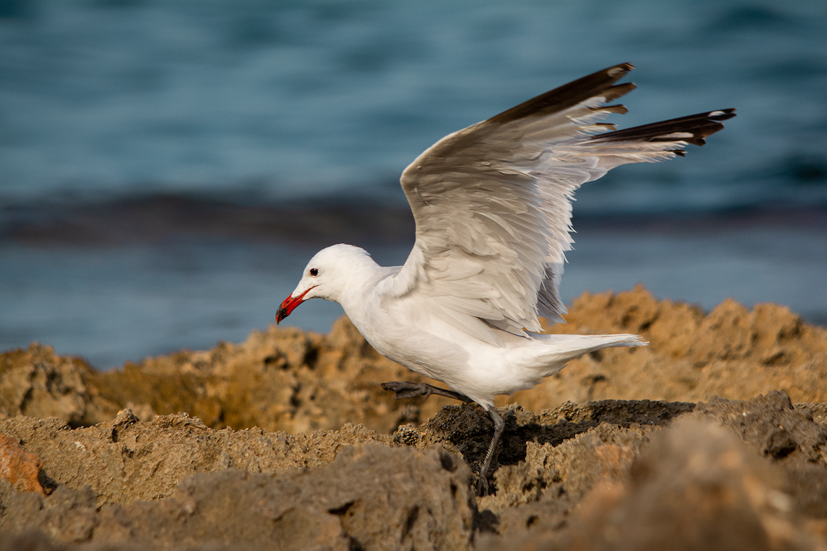 Audouin's Gull - ML365218221