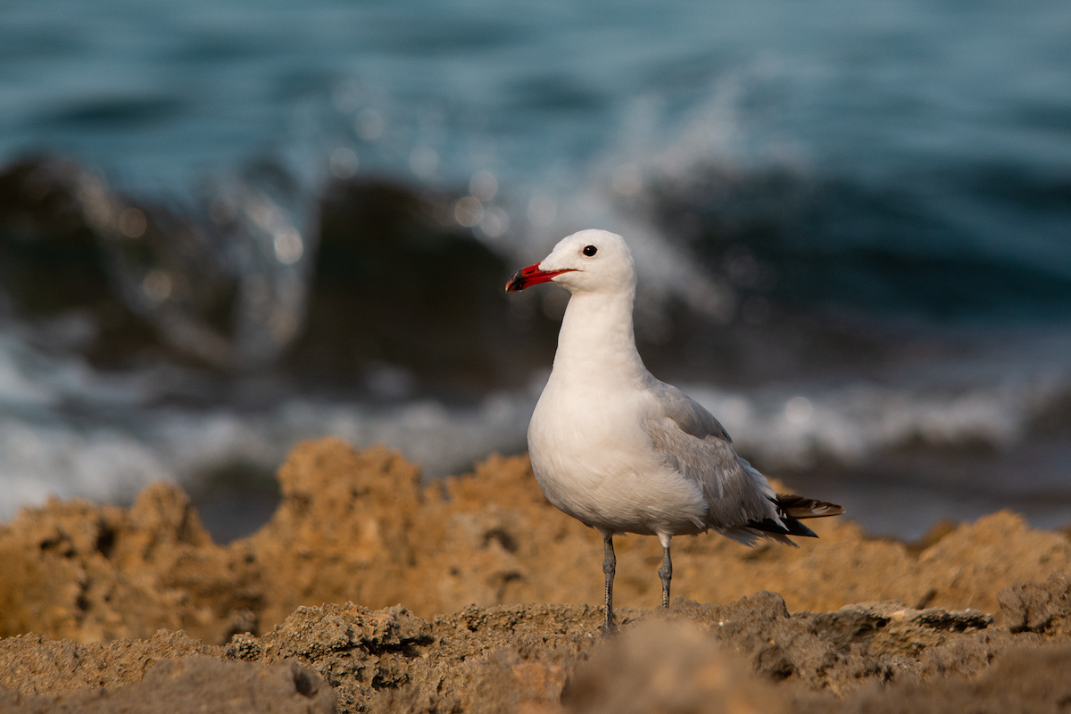 Audouin's Gull - ML365218231