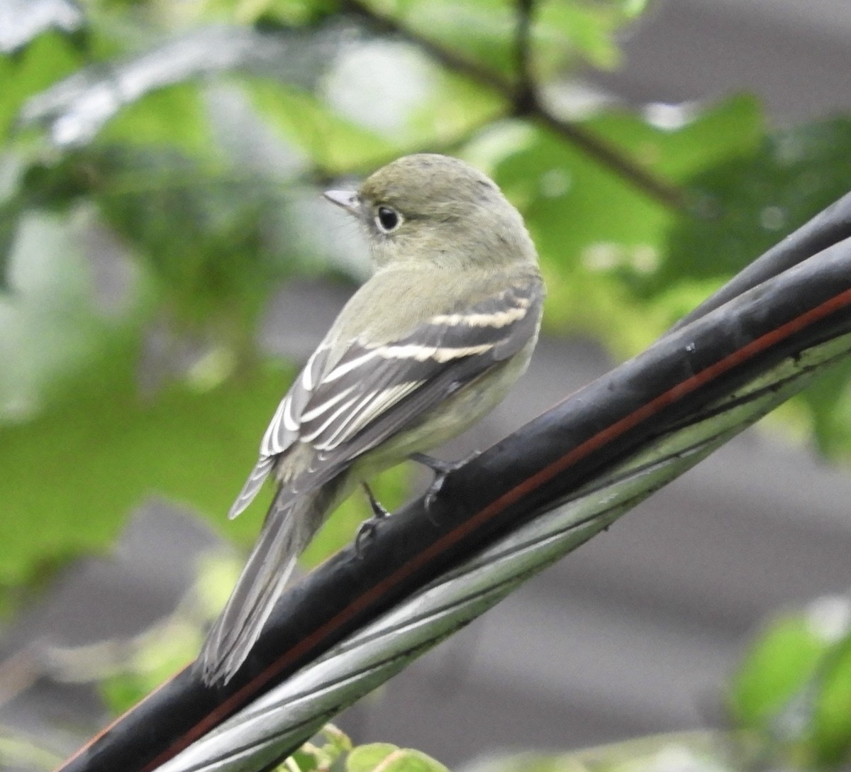 Yellow-bellied Flycatcher - ML365218681