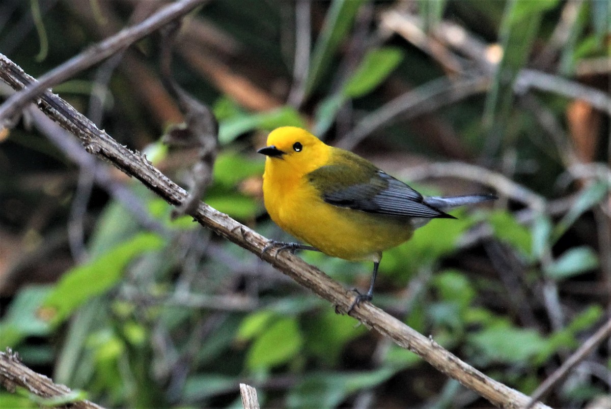 Prothonotary Warbler - ML365220421