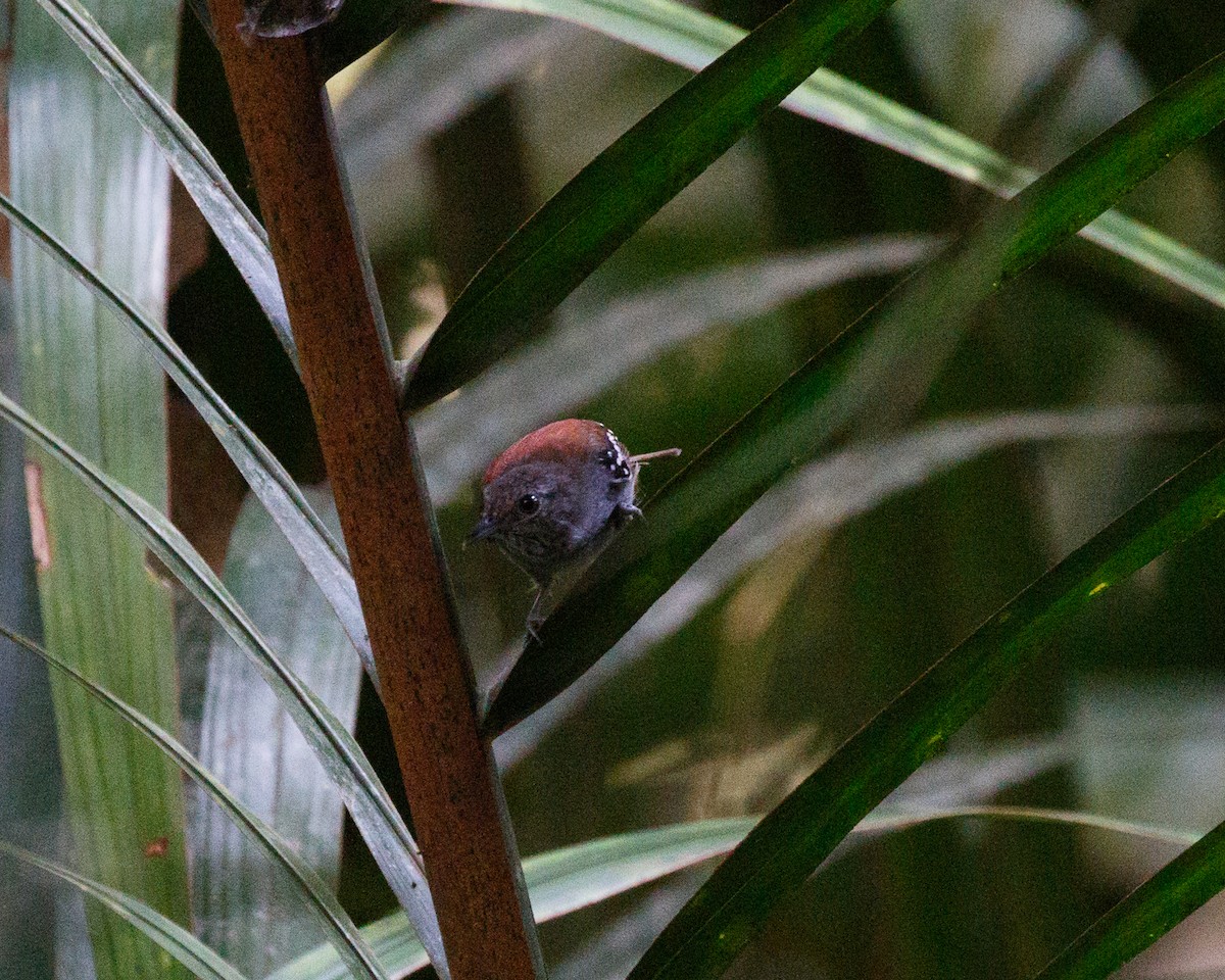 Кадук джунглевий (підвид amazonica) - ML365223941