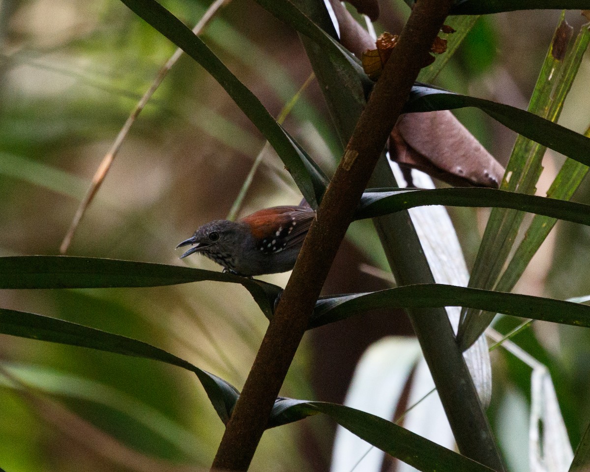 Rio Madeira Karıncaçıvgını (amazonica) - ML365223951