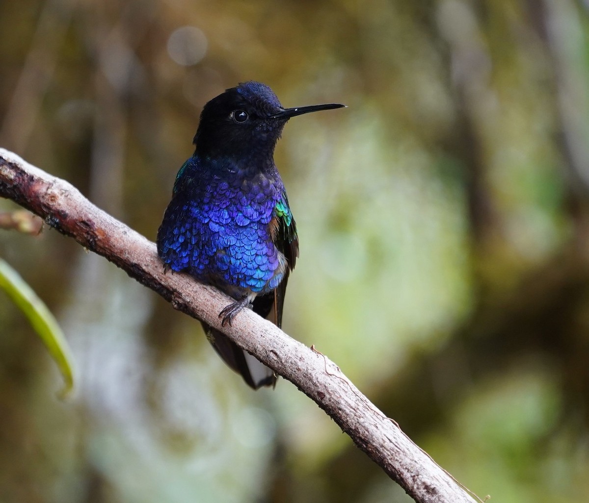 Colibrí Sietecolores - ML365224021