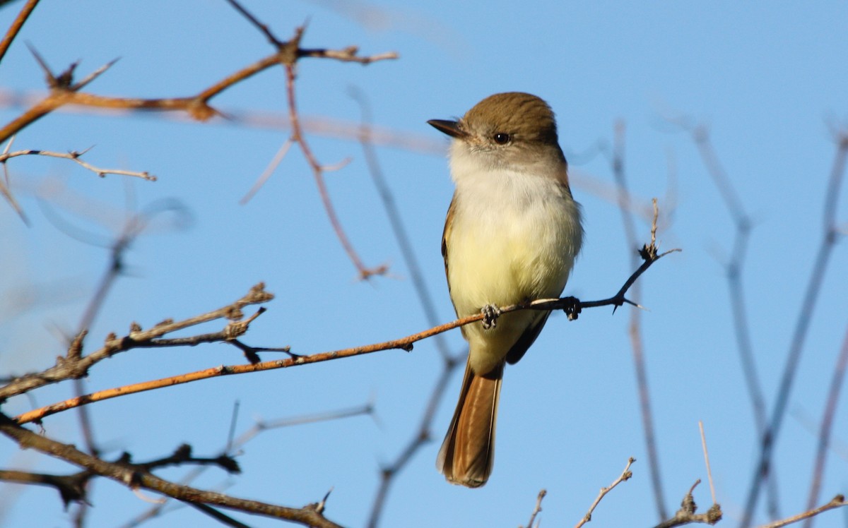 Nutting's Flycatcher - Megan Elrod