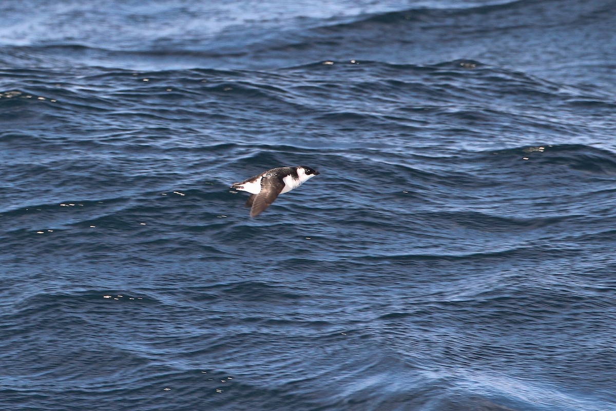 Dovekie - ML365225031