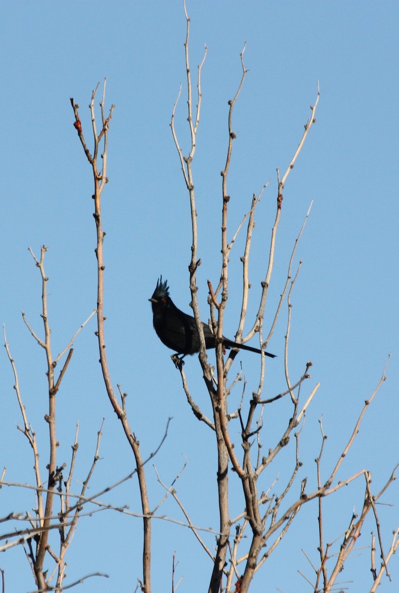 Phainopepla - ML36522511