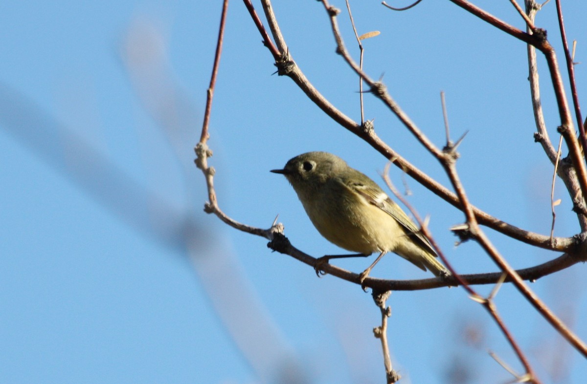 Ruby-crowned Kinglet - ML36522601
