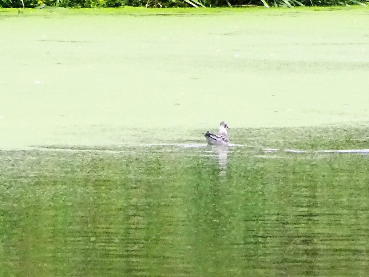 Bonaparte's Gull - ML365229001