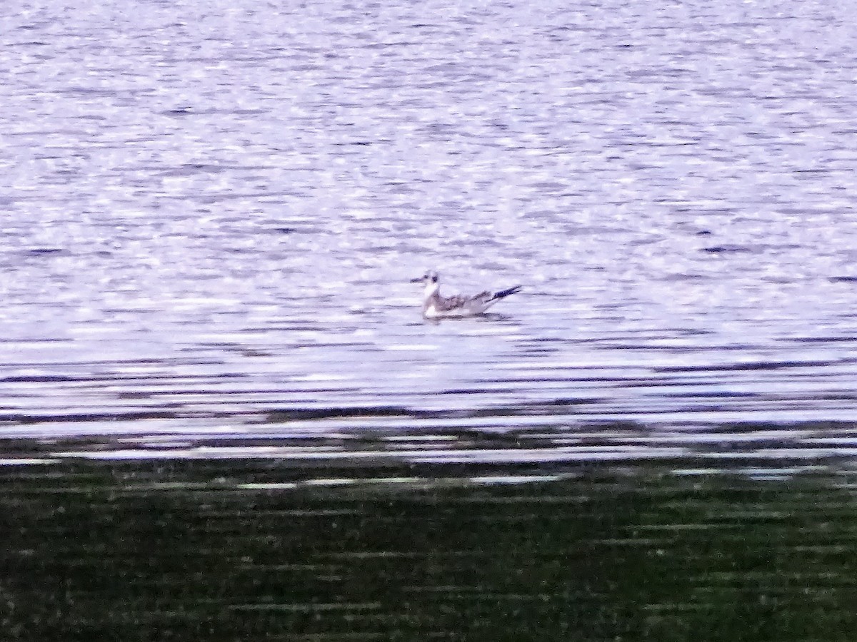 Bonaparte's Gull - ML365229011