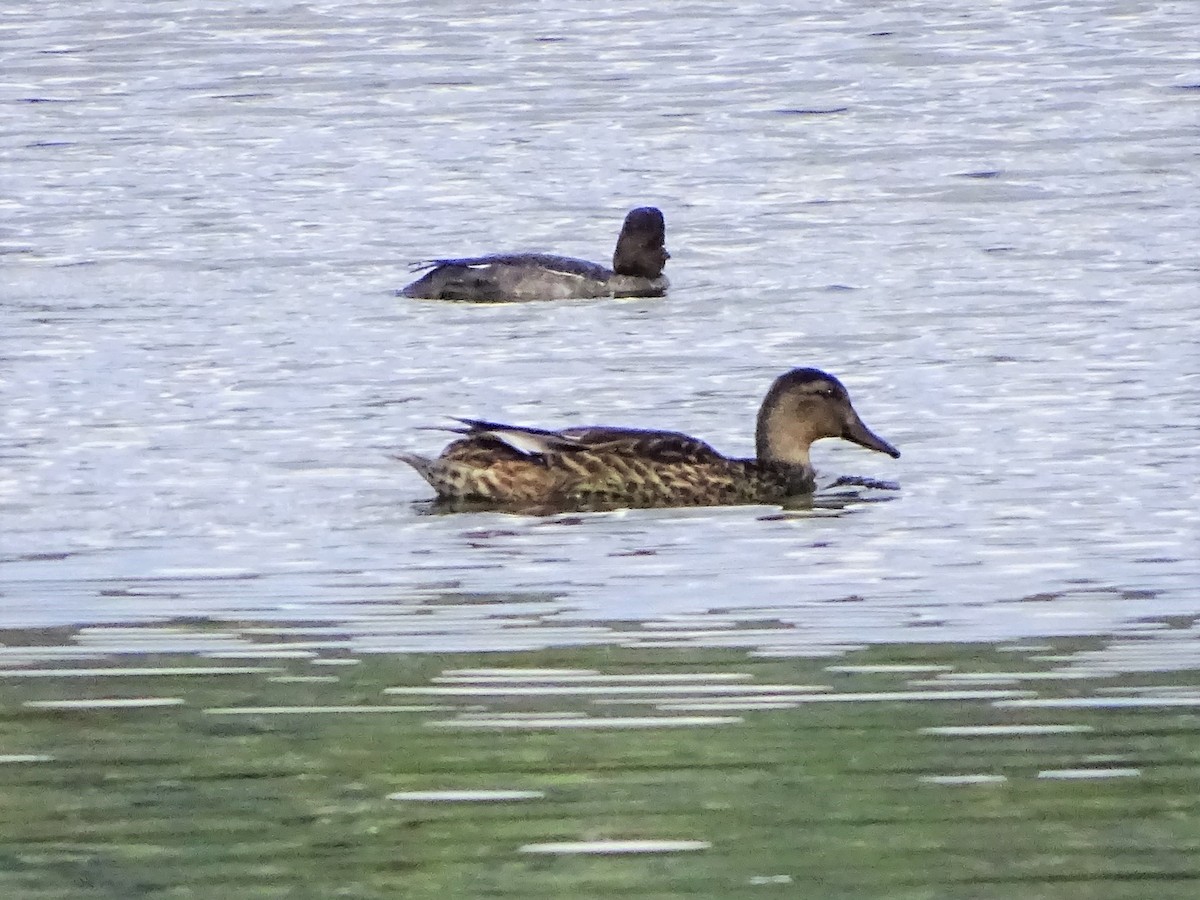 Бор нугас - ML365229131