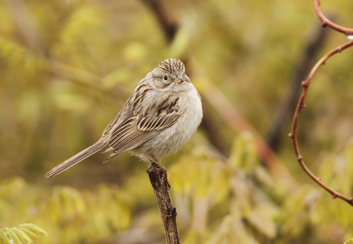 Brewer's Sparrow - Jeremiah Trimble