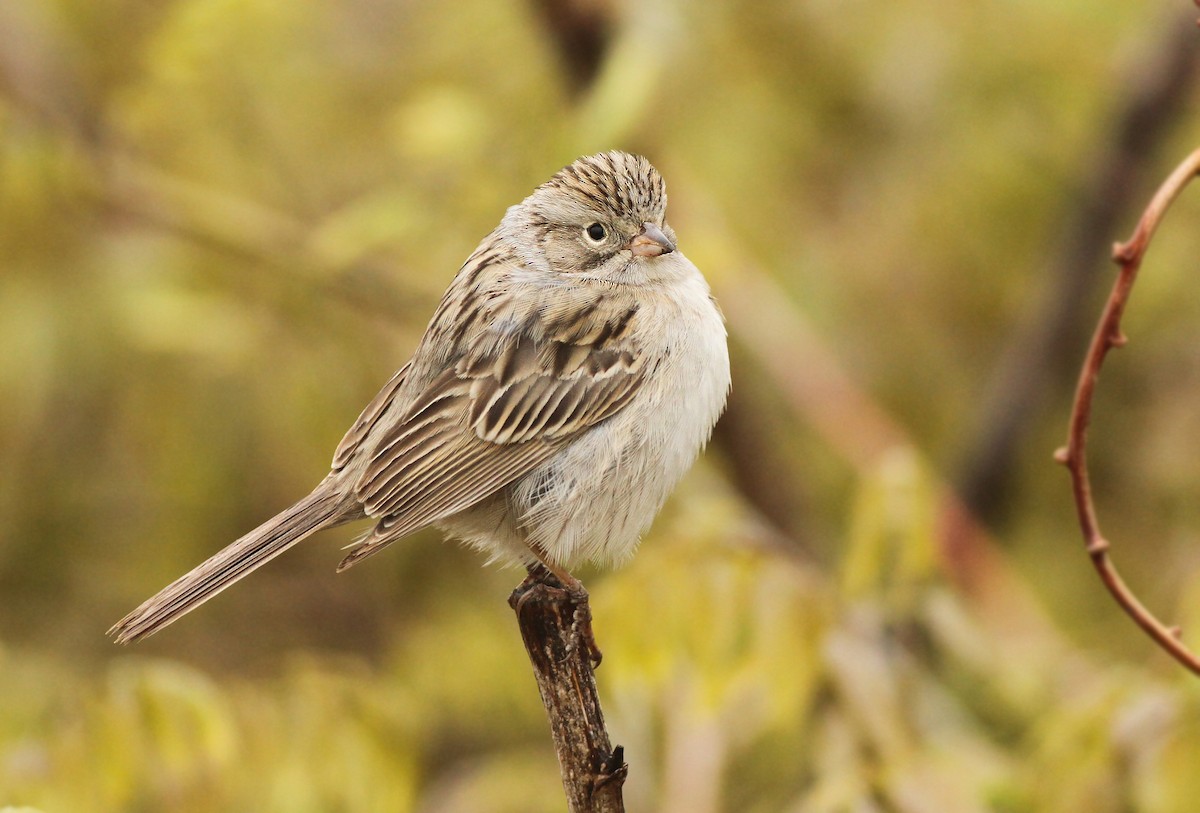 Brewer's Sparrow - ML365230581