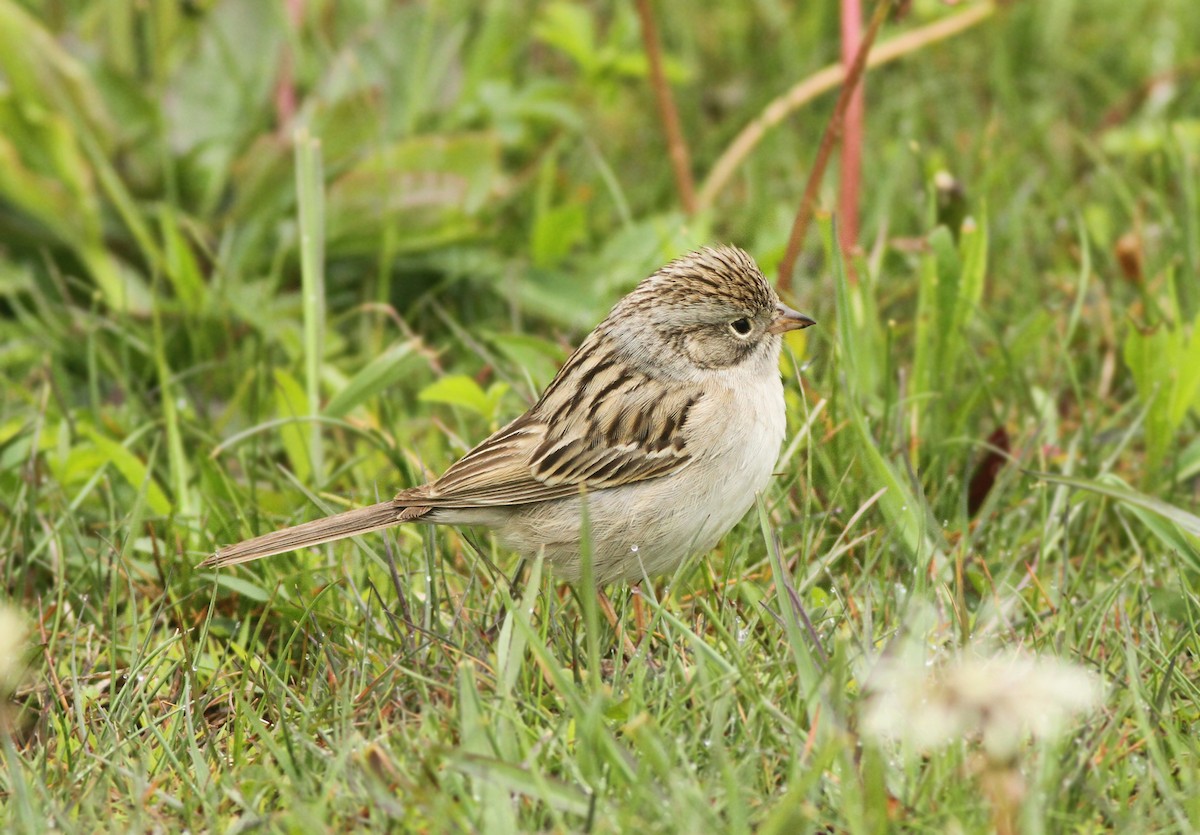 Brewer's Sparrow - Jeremiah Trimble