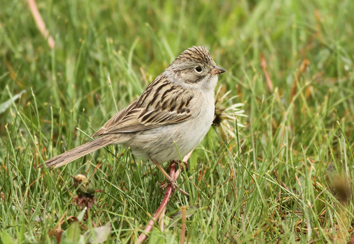 Brewer's Sparrow - ML365230771