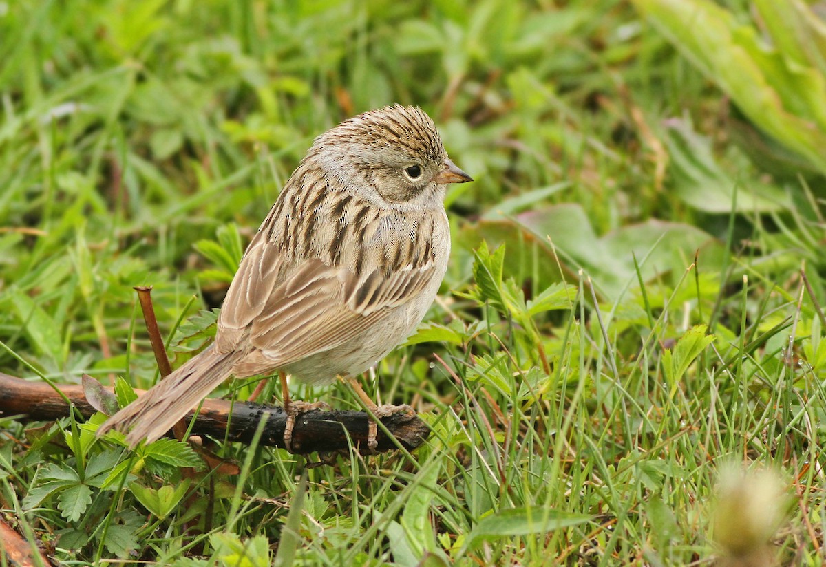 Brewer's Sparrow - ML365230781