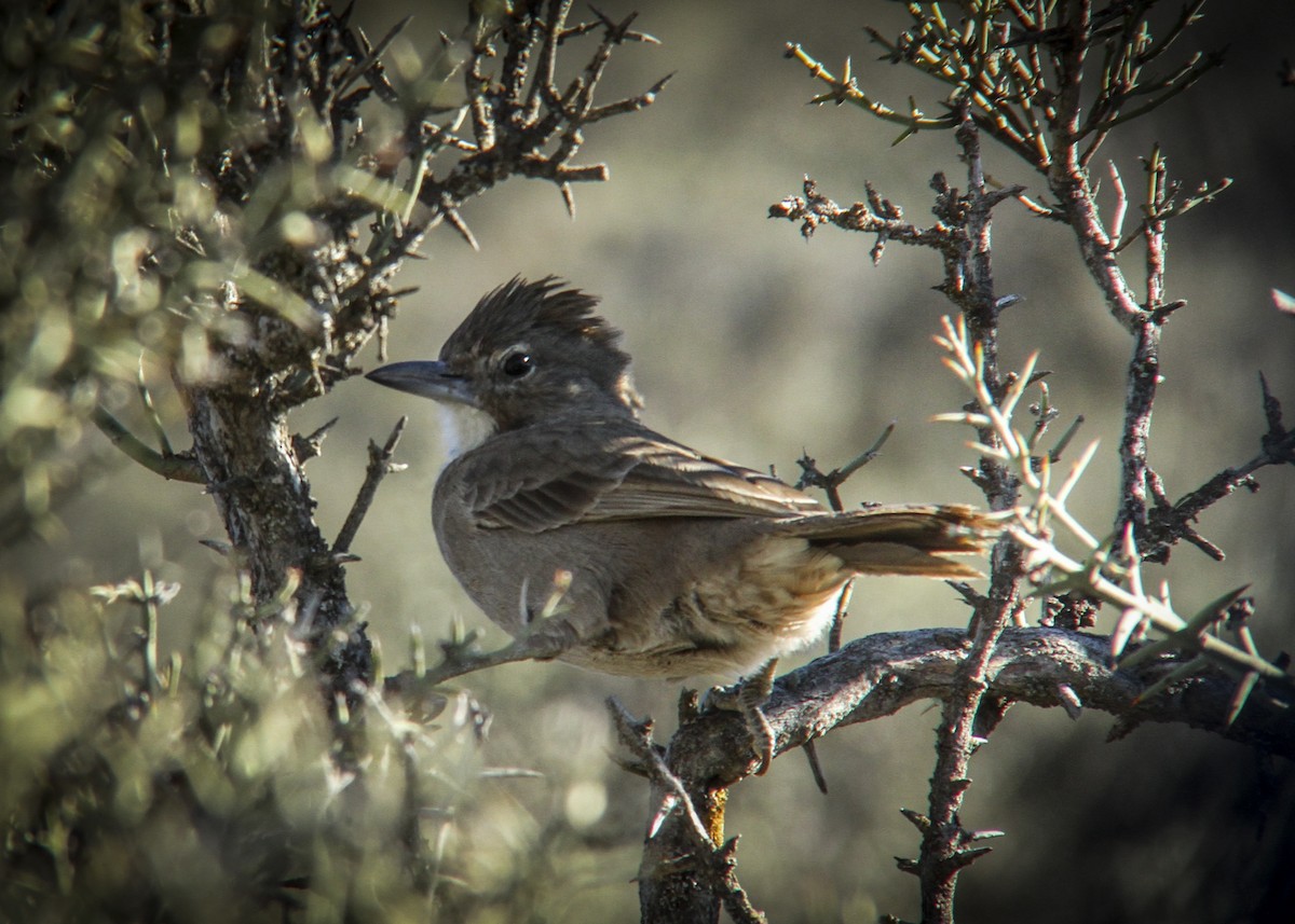 White-throated Cacholote - ML365231531