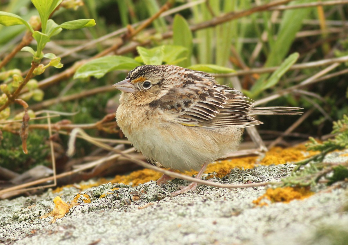 Grasshopper Sparrow - ML365231681