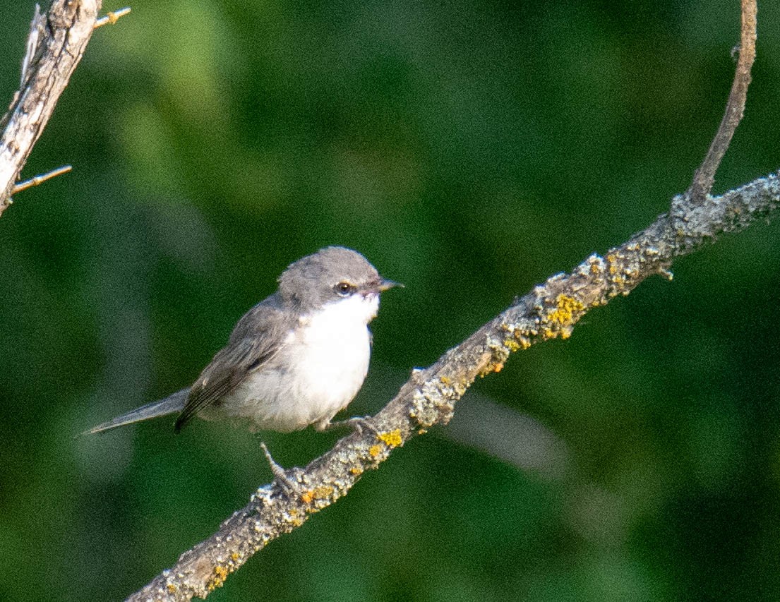 Lesser Whitethroat - ML365231861