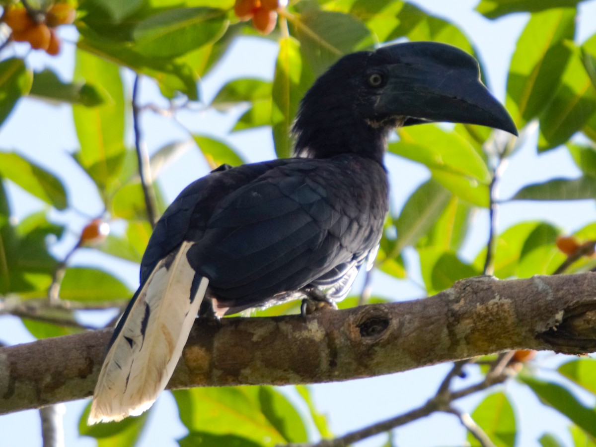 ハシグロサイチョウ - eBird