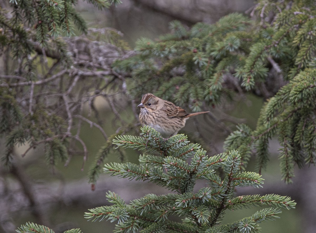 Lincoln's Sparrow - ML365232421