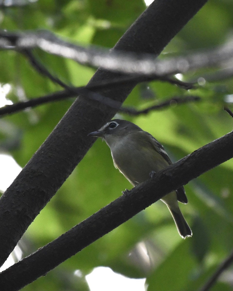 zelenáček brýlový - ML365232431