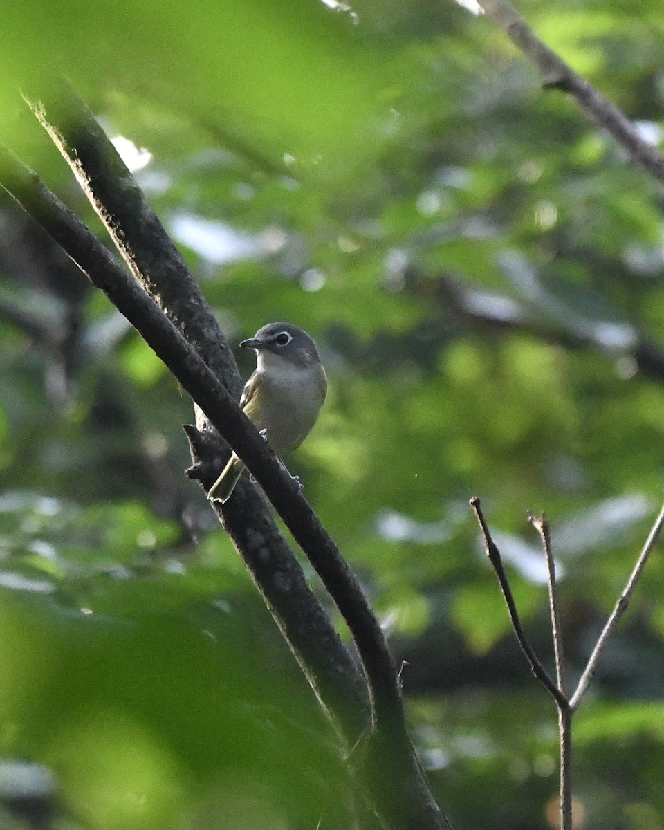 zelenáček brýlový - ML365232441