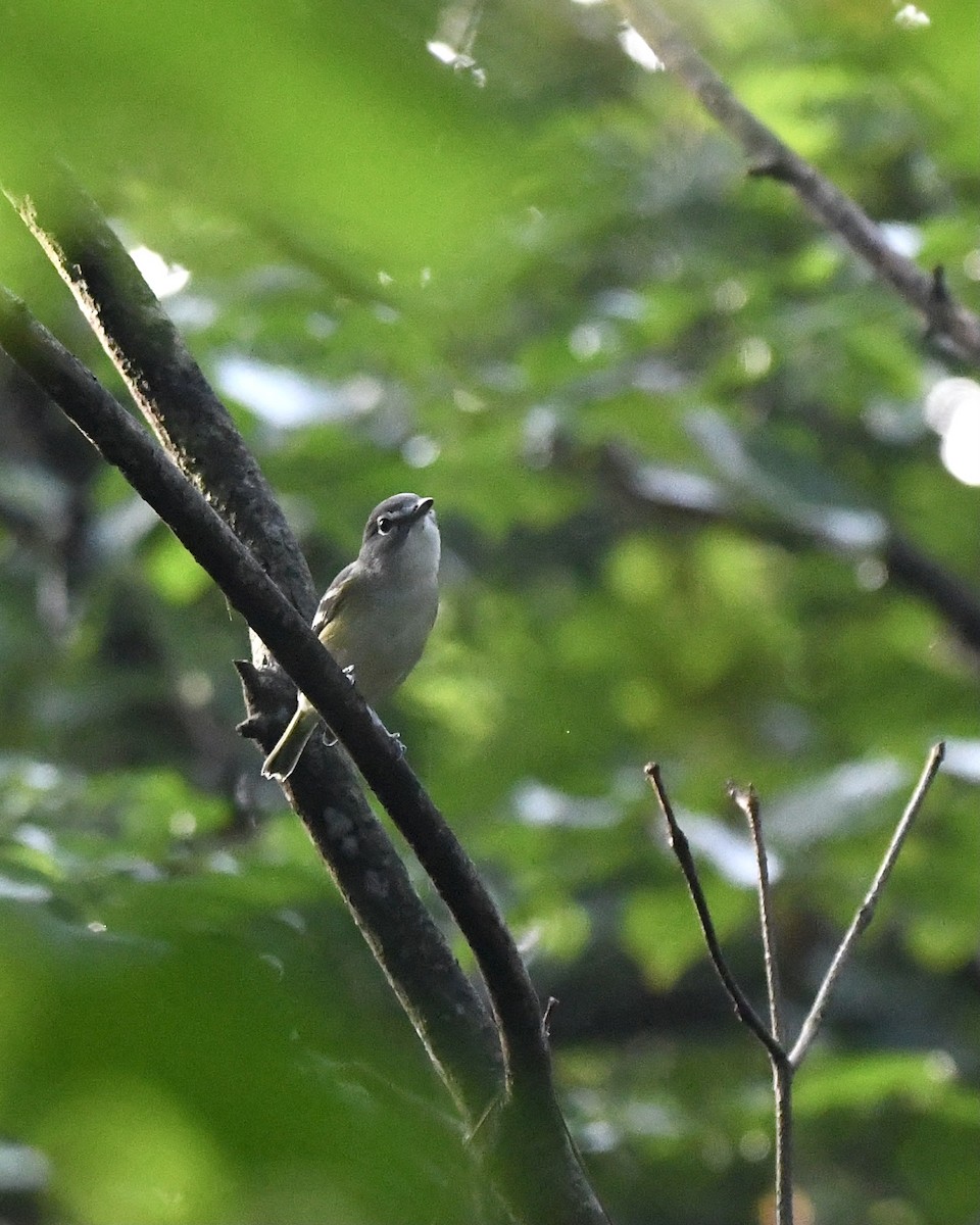 zelenáček brýlový - ML365232461