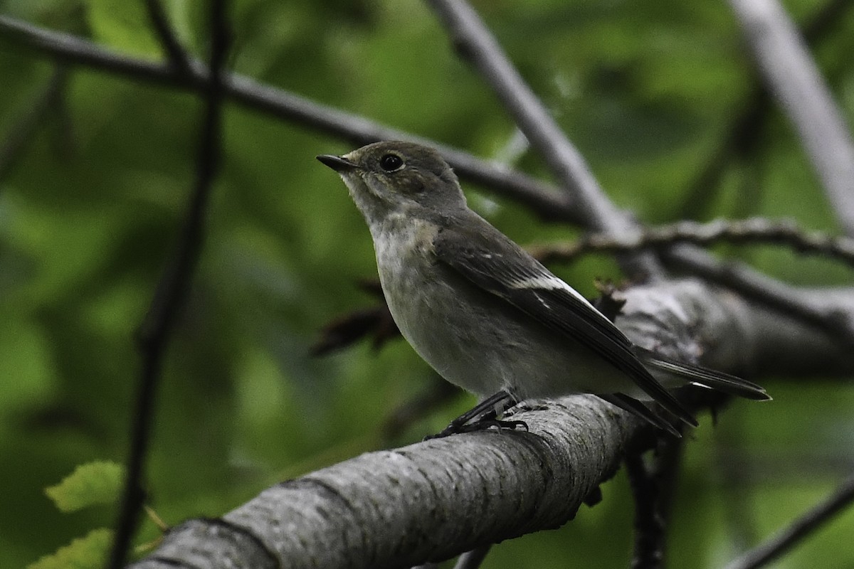 Алаг намнаа - ML365233841