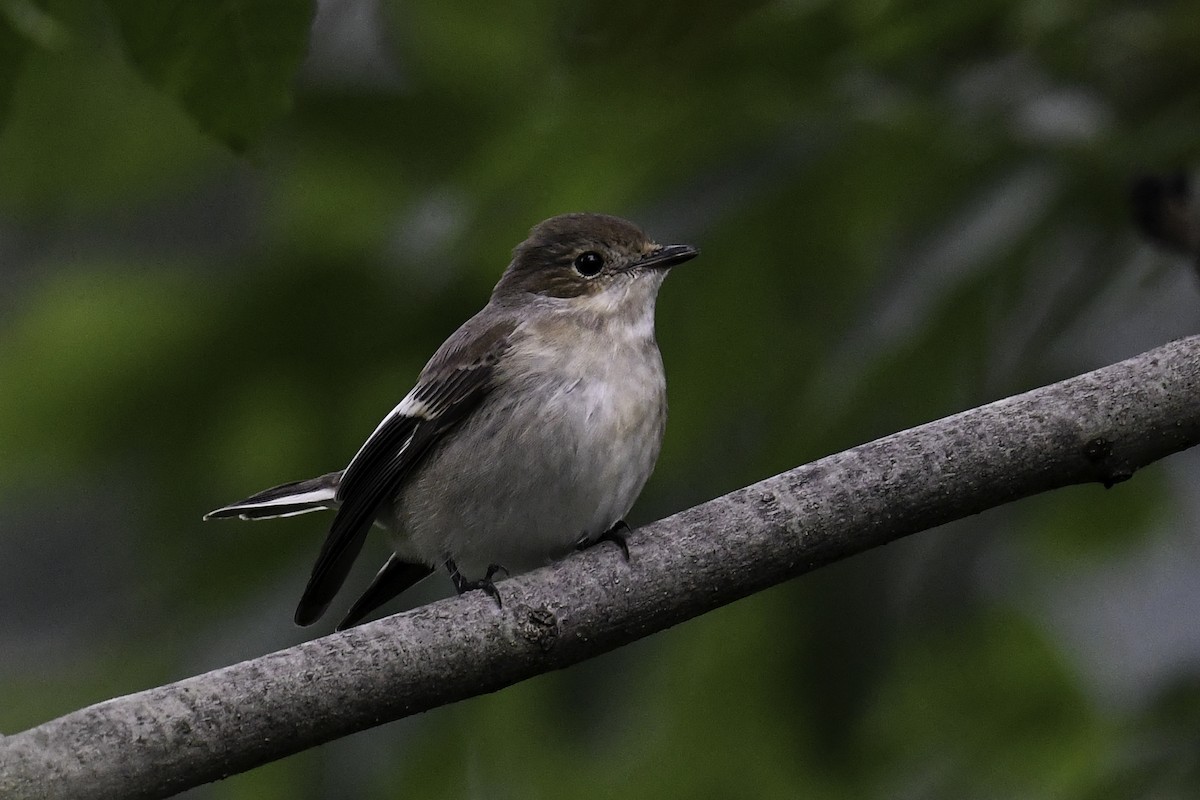 Алаг намнаа - ML365233861