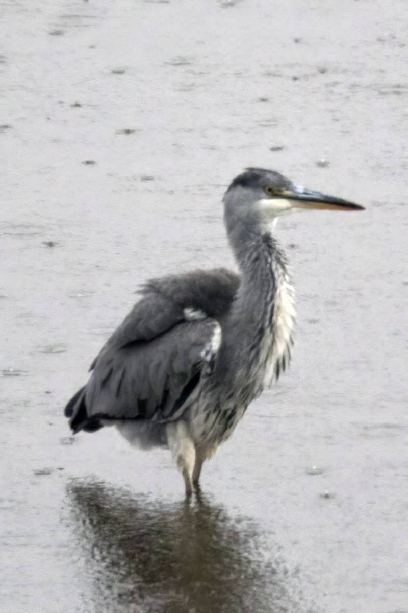 Gray Heron - ML365234591