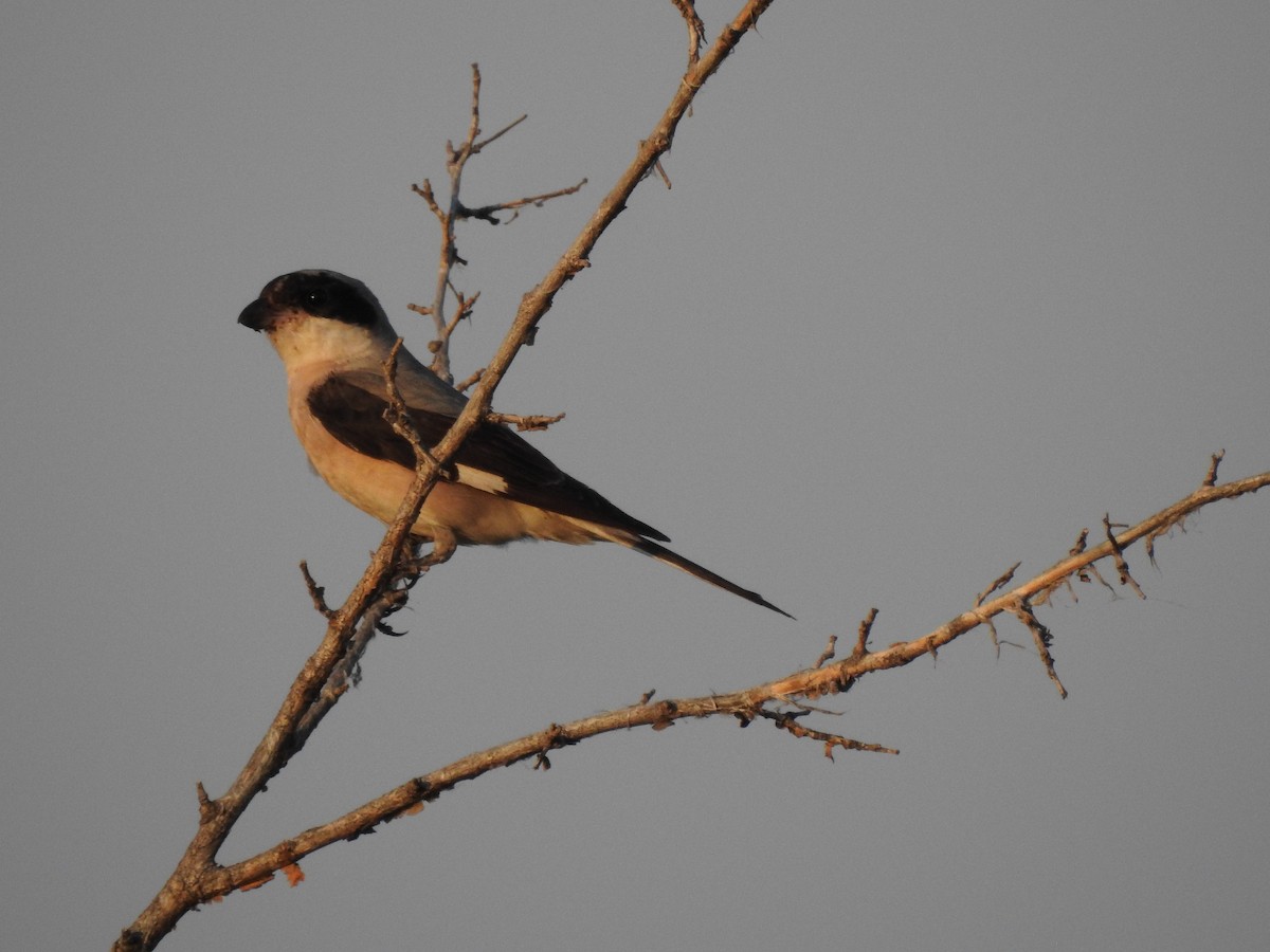 Lesser Gray Shrike - ML365235101