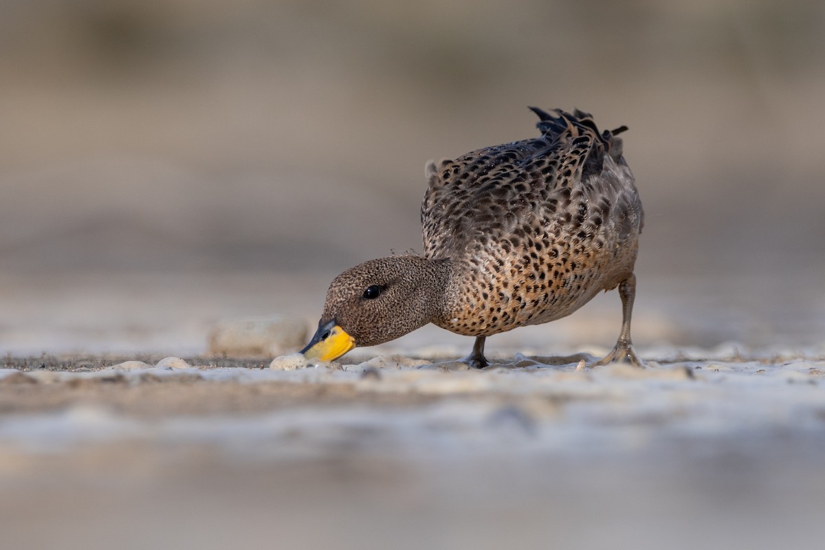 Yellow-billed Teal - Mauricio Rossanigo