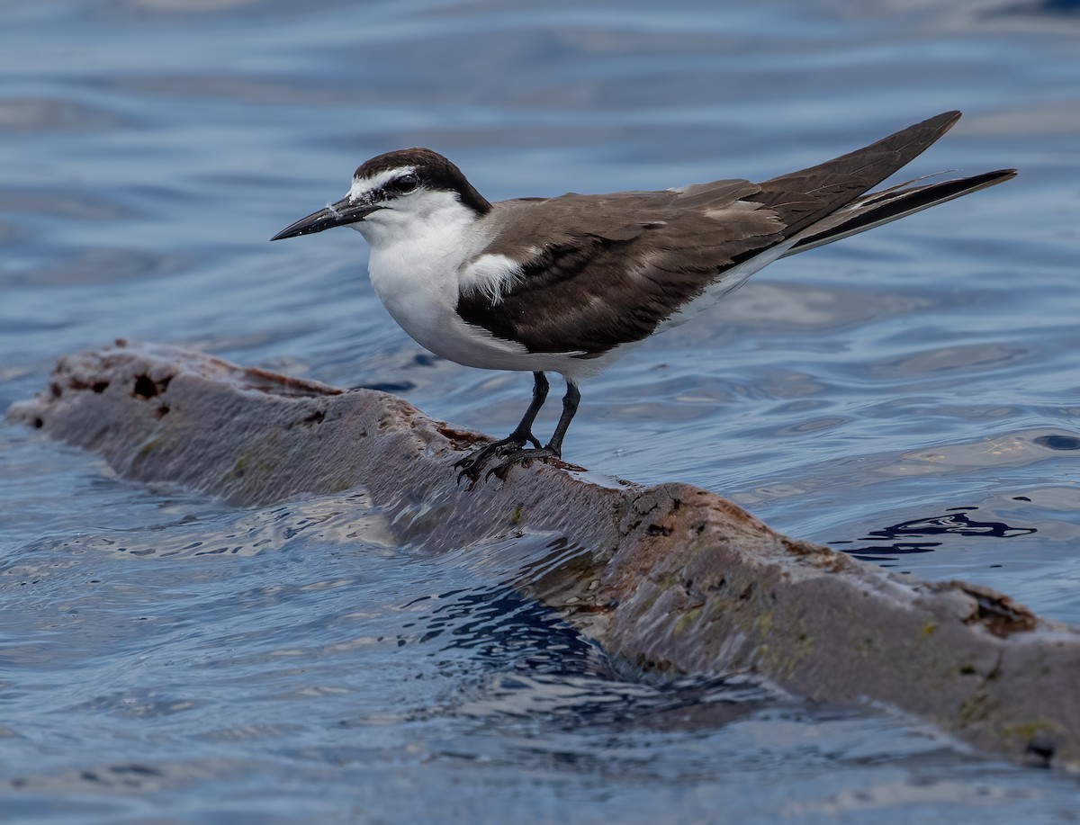 Bridled Tern - George Armistead | Hillstar Nature