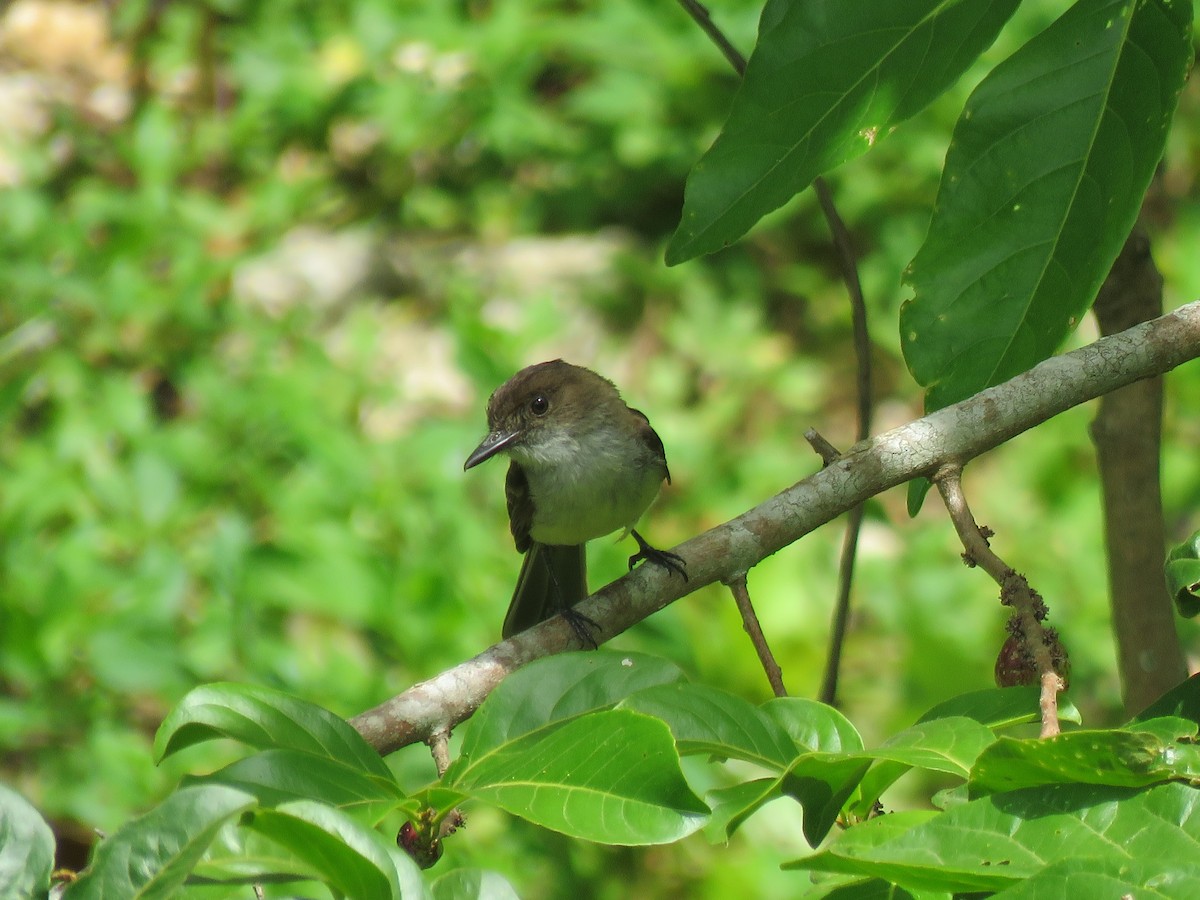 Stolid Flycatcher - ML365239561