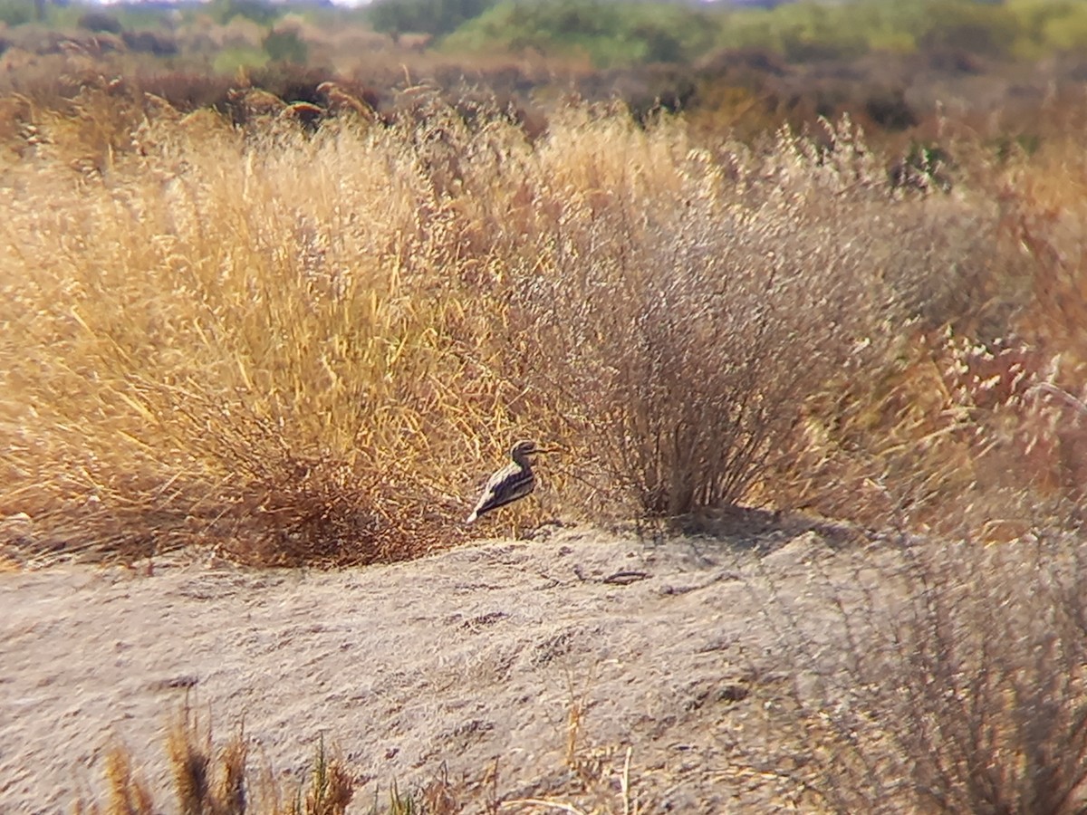 Eurasian Thick-knee - ML365239721