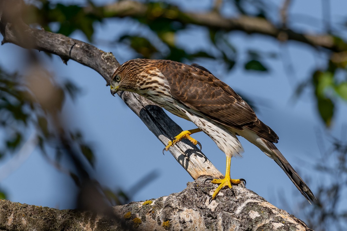 Cooper's Hawk - Brock Gunter-Smith