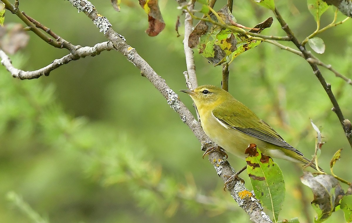 Tennessee Warbler - ML365242071